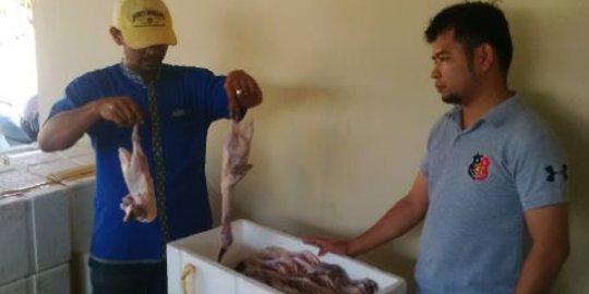 Daging bebek tanpa dokumen kesehatan gagal diselundupkan ke Bali