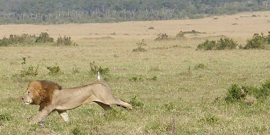 Nekat buka jendela mobil, wanita AS dimangsa singa Afrika