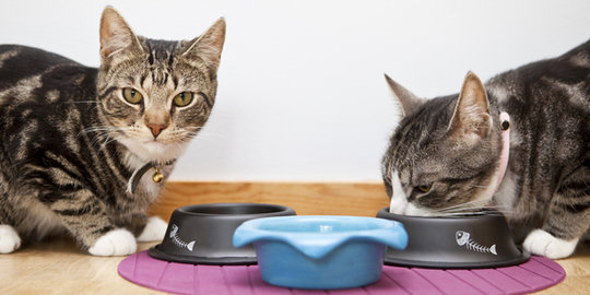 Ini alasan kucing suka rewel soal makanan