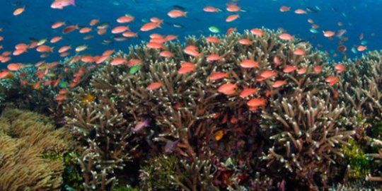 132 Spesies hewan  berongga koleksi dunia hidup  di  laut  