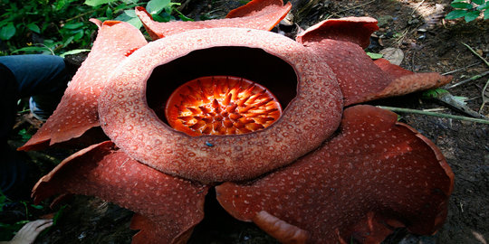 Habitat Rafflesia Arnoldii ditemukan Hutan Lindung Boven Lais