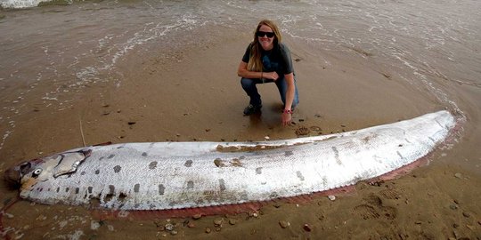 Naga Laut Terdampar Di Pesisir Pantai Amerika Merdeka Com