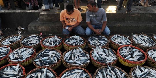 Kebijakan Menteri Susi bikin pengelola ikan kehilangan 500 ton/bulan
