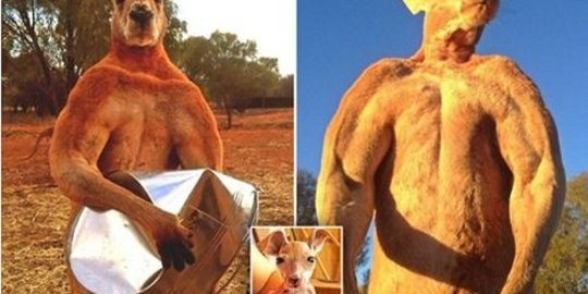 Kanguru berotot bak atlet binaraga gegerkan Australia