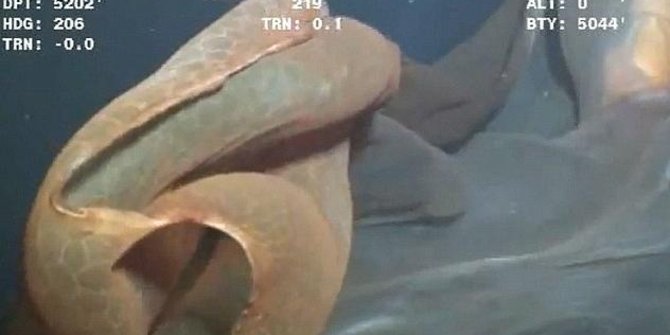 Kemunculan 5 Mahluk Laut Paling Aneh Ini Gegerkan Dunia Merdeka Com