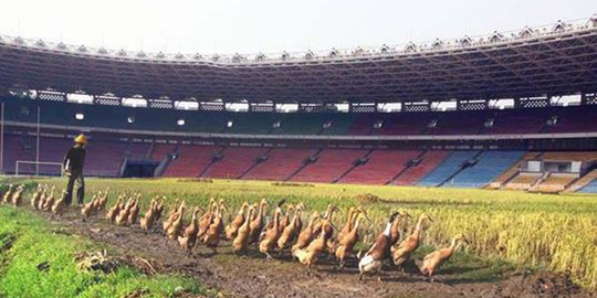 Meme kocak sindir kisruh sepakbola Indonesia, ada GBK jadi sawah