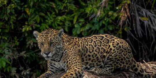 Tamasya ke Kebun Binatang  bocah TK dicakar jaguar  