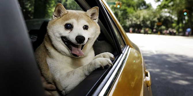 Kenalan Dengan Cinnamon Anjing Paling Bahagia Sedunia Merdeka Com