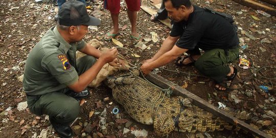 Aksi menegangkan evakuasi buaya muara 2 meter di hotel Banyumas