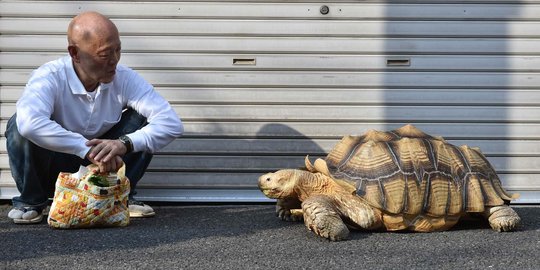 Kisah unik pria Tokyo anggap kura-kura sebagai anak