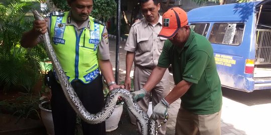 Ular Sanca 5 meter gegerkan warga Rawa Badak