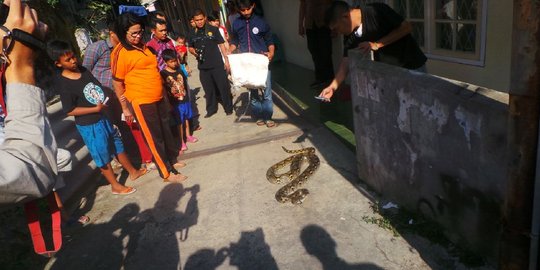 Sanca panjang 3,5 meter datangi permukiman di Bandung, warga geger