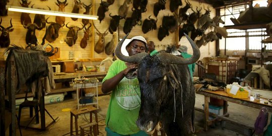 Begini pajangan hewan buas Afrika dibuat