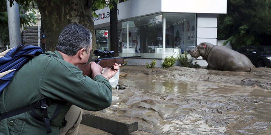 Kebun binatang kebanjiran, kuda nil berkeliaran di tengah kota