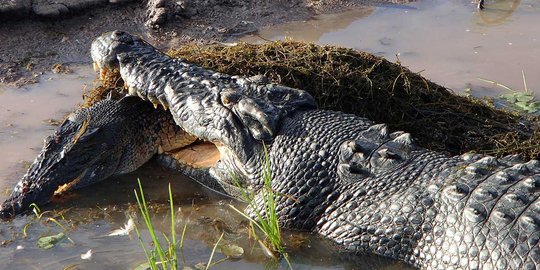 Momen langka kanibalisme antar buaya terekam kamera