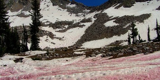 Unik, salju pink 'rasa' semangka liputi gunung ini tiap musim panas