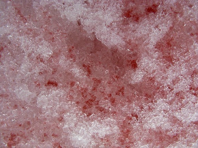 salju merah muda di sierra nevada
