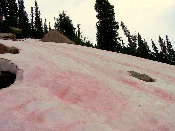 salju merah muda di sierra nevada