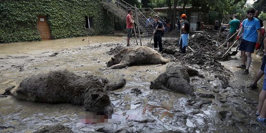 Ngeri, puluhan satwa Kebun Binatang Tbilisi mati diterjang banjir