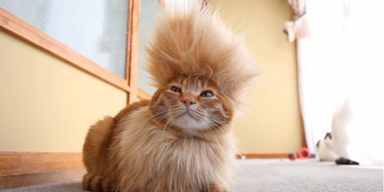 bisa tahkluk di hadapan kucing kucing online