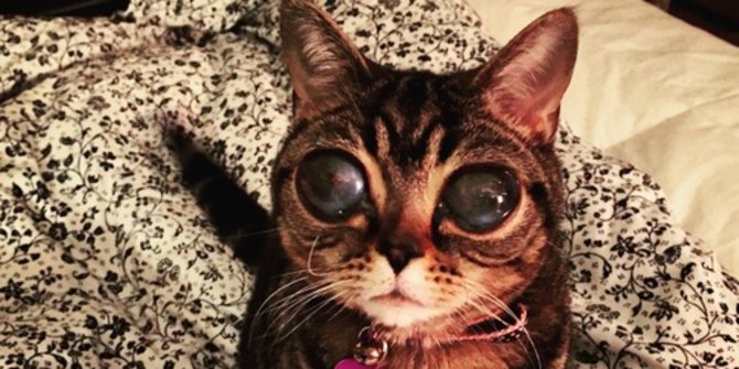 Kenalkan Matilda, kucing bermata alien dengan 30000 penggemar