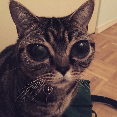 Kenalkan Matilda, kucing bermata alien dengan 30000 penggemar 