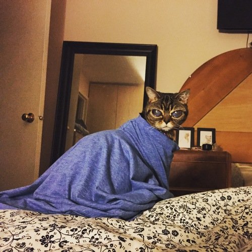 matilda si kucing bermata alien