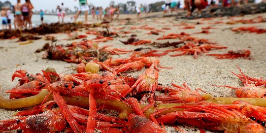 Ribuan kepiting merah hebohkan pengunjung pantai California