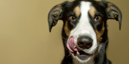 Gadis ini paksa anjingnya lakukan seks oral