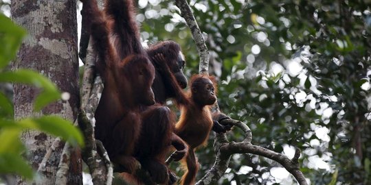 Menengok kehidupan orangutan yang kian terancam gara-gara pembalakan