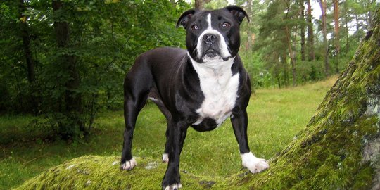 Bikin video setubuhi anjing peliharaan, gadis AS ditangkap polisi