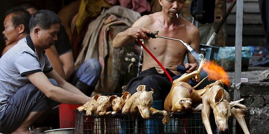 Sadis, ribuan anjing & kucing dibantai untuk dikonsumsi di China