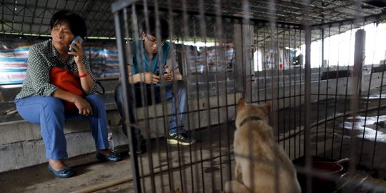 Wanita ini selamatkan 100 anjing dari 'pembantaian' Festival Yulin