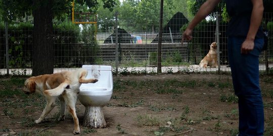 Mengintip sekolah anjing di China