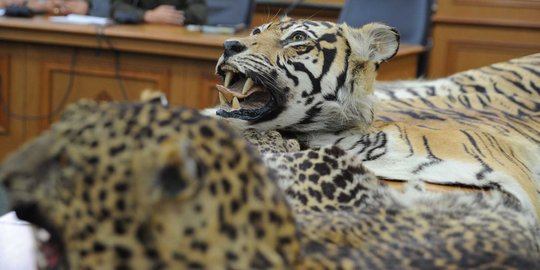 Polda Jambi tangkap eks PNS anggota komplotan penjual kulit harimau