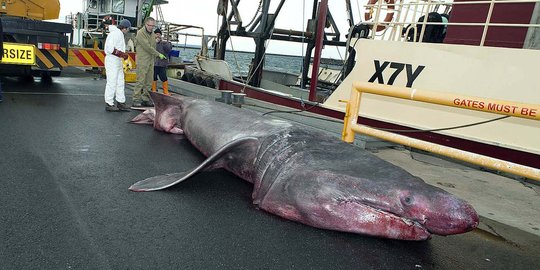 Ini wujud hiu langka yang tertangkap nelayan Australia