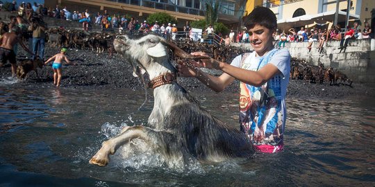 Festival San Juan, ratusan kambing dipaksa mandi di Spanyol