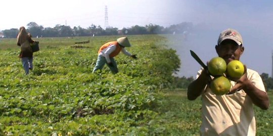 Di bulan suci, petani timun suri di Bekasi ketiban rejeki