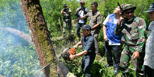 180 Hektare hutan ditebang untuk lahan pertanian pengungsi Sinabung