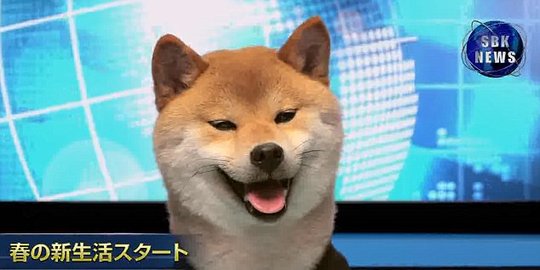 Anjing ini jadi pembaca berita terkenal di Jepang
