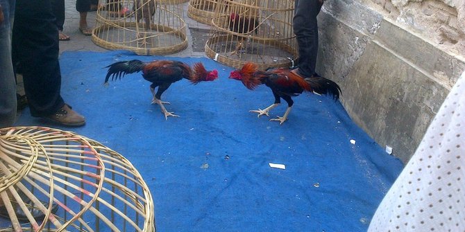 Ratusan ayam  aduan diselundupkan dari Jawa ke Bali 