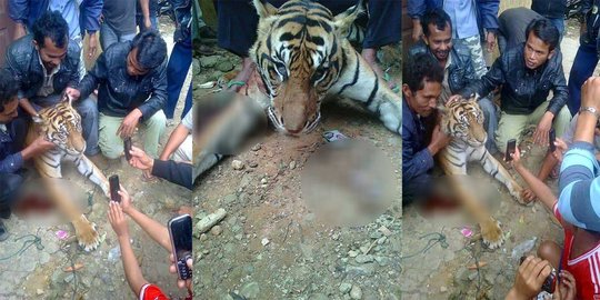 Foto warga bantai harimau di Pematangsiantar tuai kecaman