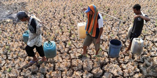 Menteri Amran: Air hujan bakal mengairi sawah di Cirebon 10-20 tahun