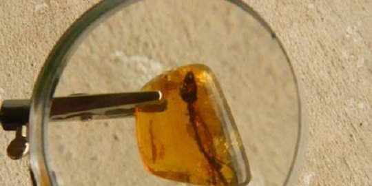 ini berusia 23 juta tahun rev7