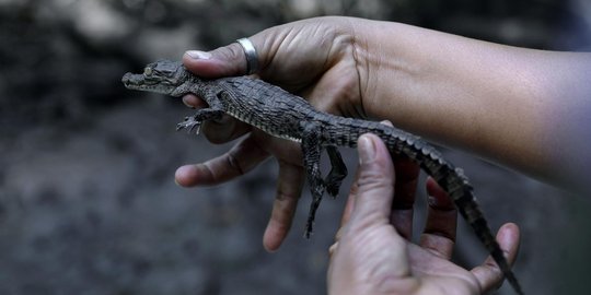 Terancam punah, warga El Salvador nekat ternak buaya di sungai