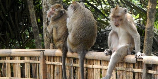 Musim kemarau, kera Gunung Tidar serbu permukiman curi makanan warga