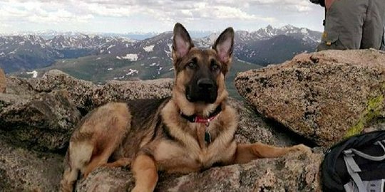 Anjing Rambo selamatkan pendaki dari sambaran petir