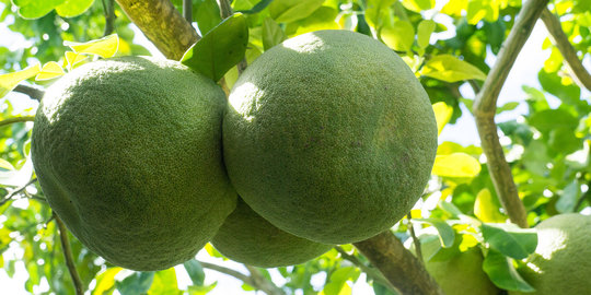Intip 6 khasiat jeruk Bali untuk kesehatan!