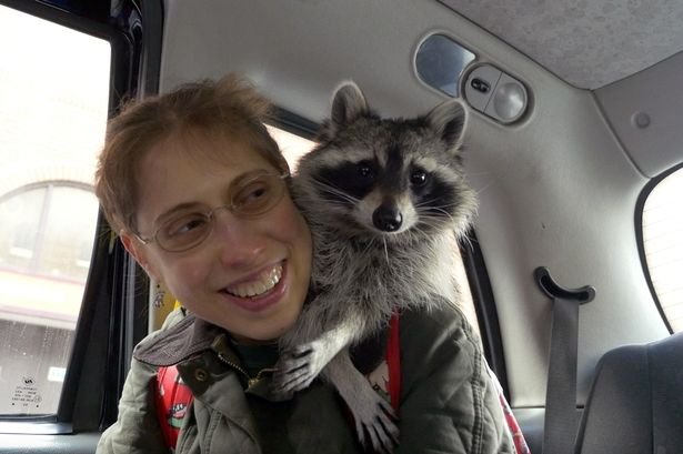 melanie si rakun