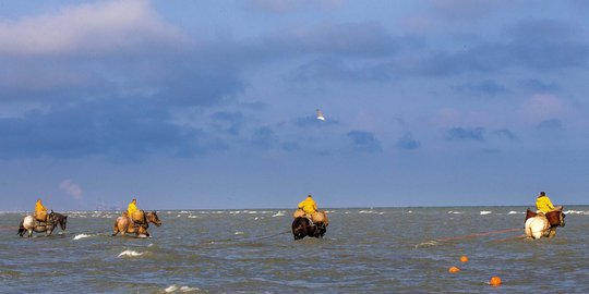 Aksi unik nelayan Belgia 'melaut' naik kuda